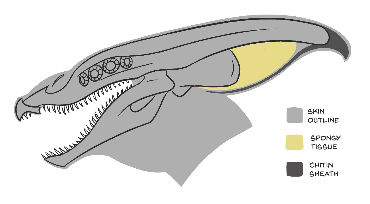 Diagram of the skull, showing the internal build of the crests.